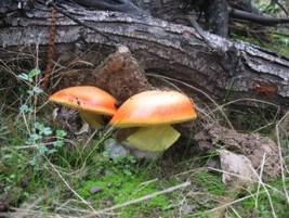 Setas y Trufas. Amanita de los césares