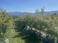 Arándanos. Nuestra finca en pleno corazón del Goierri, Erandio en el País Vasco.