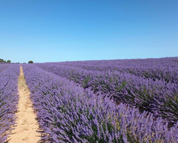 Lavandin Grosso. Plantación de Lavandin Grosso en flor (Lavandula Hybrida var grosso)