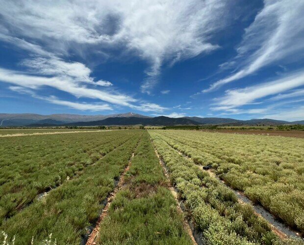 Tomillo Rojo y Mejorana. Plantación de Tomillo Rojo y Mejorana Española.