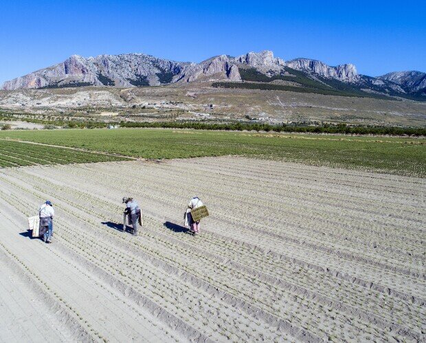 Plantando Tomillo Rojo. Equipo plantando Tomillo Rojo en parcela.