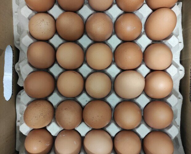 Cómo saber si un huevo es fresco? - Grupo Avícola Rujamar