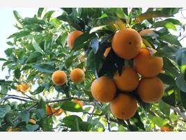 Frutas. Naranjas de la variedad Salustiana.