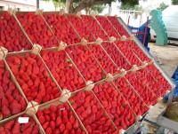 Fresas. Trabajamos con frutas de temporada