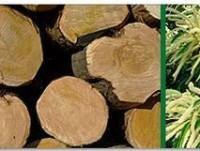 Madera. Productos de madera y troncos