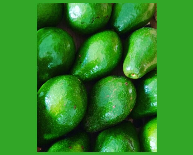 Aguacate Semil. Semil 34 Premium calibre 10, 11 y 12 carnoso, sin ebras, mantequilloso grande