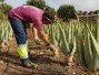 Aloe vera Vidaloe Fuerteventura | Agualoe