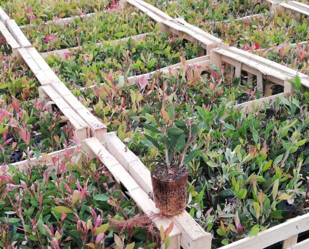 Productos esenciales para el cultivo de plantas ornamentales -  Explotaciones Jogamar