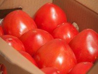 Tomates. Destacan por su jugosidad