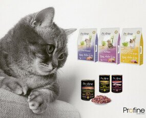 Profine gatos. Pienso y latas naturales para gatos.