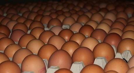 Empresas de Huevos frescos de Gallina
