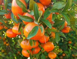 MANDARINAS Y CLEMENTINAS