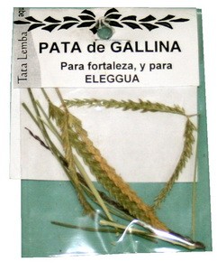 HIERBA PATA DE GALLINA