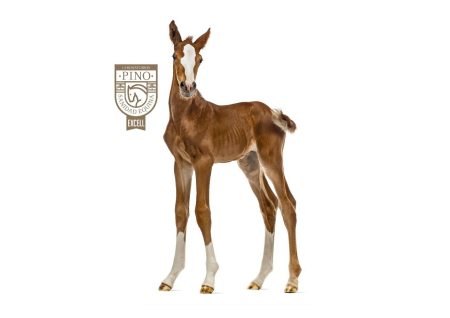 PINOLAT FOAL - 15 x 600g