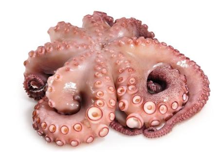 Pulpo T1 Daklha Invierno +4Kg Extra P/D