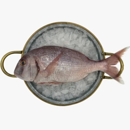 Pargo