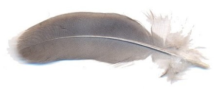 PLUMA DE PALOMA