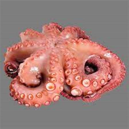 Pulpo Flower F1 2/3 Kg Moyseaafood 9K