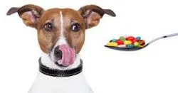 Proveedores de Complementos Nutricionales para Animales en Barcelona (Ciudad)